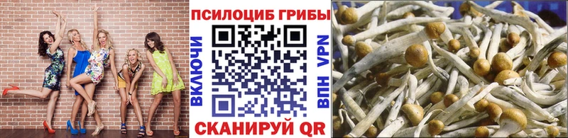 закладки  Горячеводский  Псилоцибиновые грибы Cubensis 